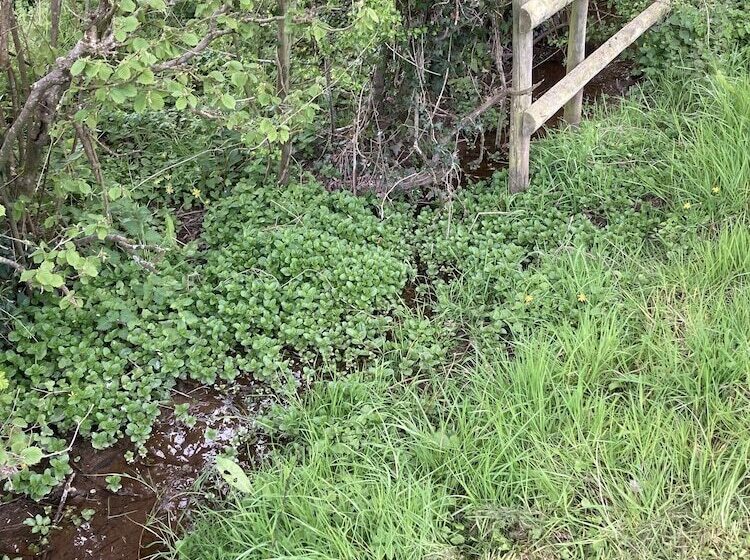 Glamping At The Homestead   Ensuite Bell Tent   Campsite