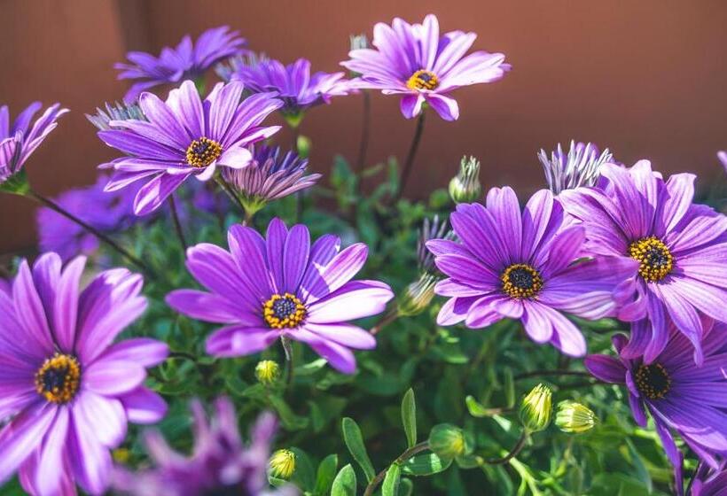 Apartamentos Turísticos La Castilleja