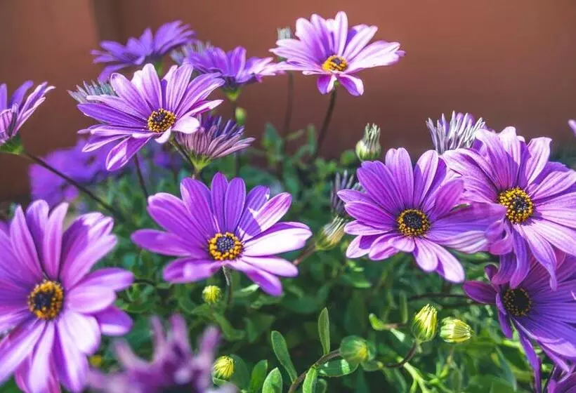 Apartamentos Turísticos La Castilleja