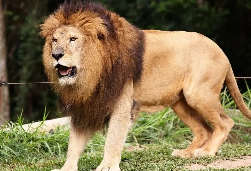 ホテル Holiday Inn Express Sandton Woodmead, An Ihg