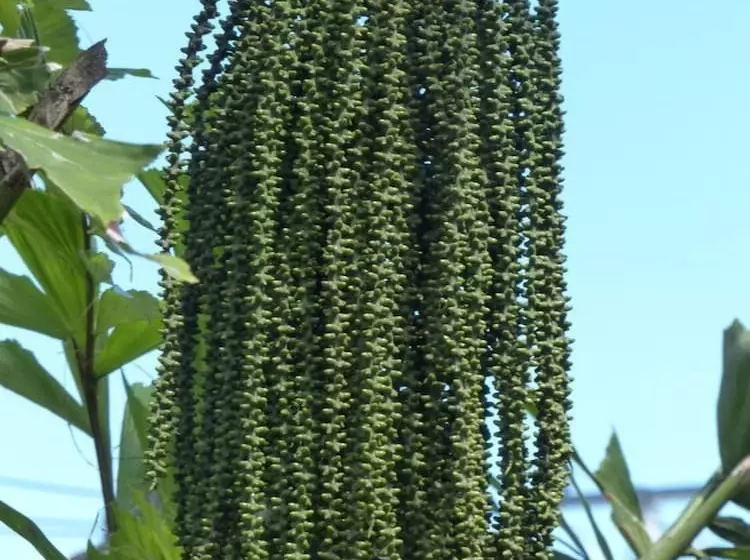 هتل Le Flamboyant