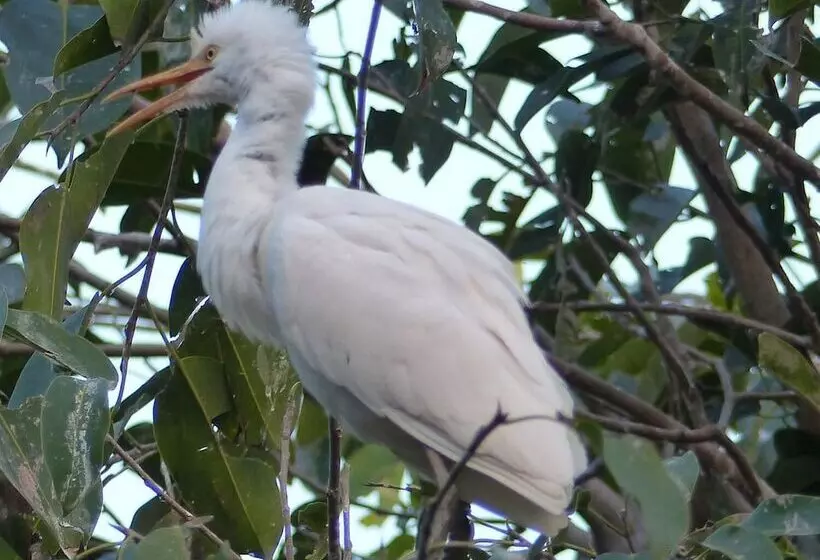 هتل Le Flamboyant