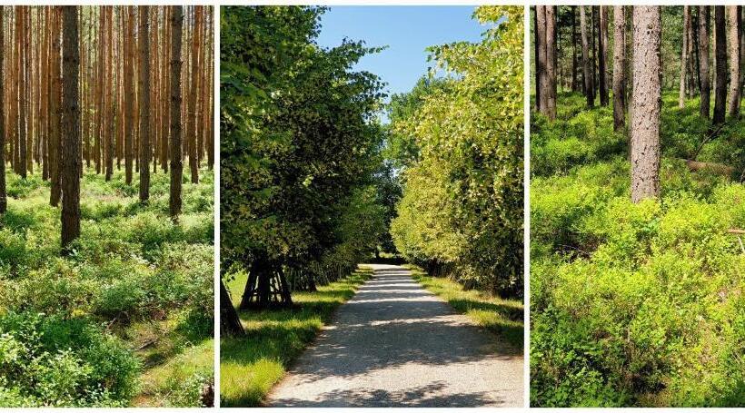 膳宿费 Penzion Bohemia