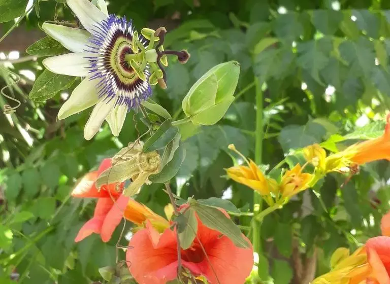 בית מלון כפרי Boulis