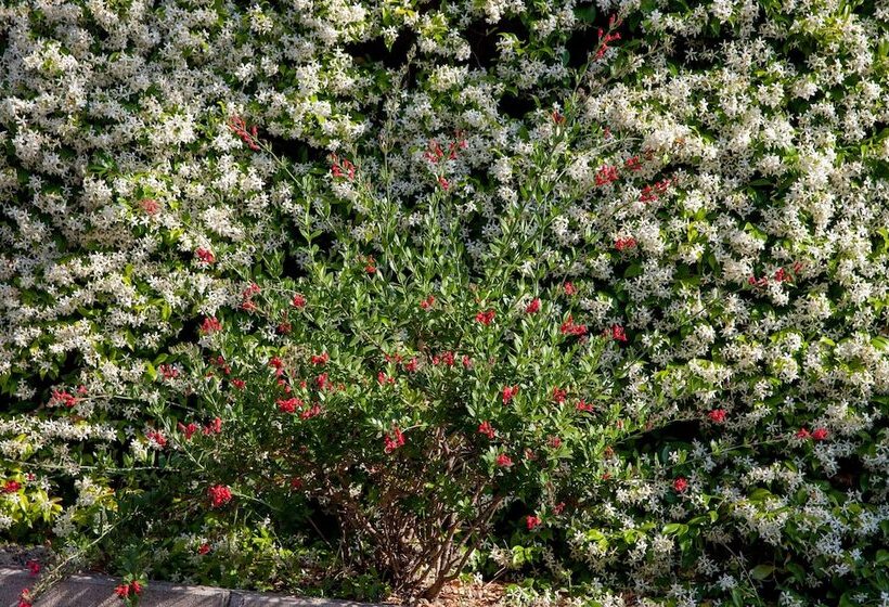 בית מלון כפרי Metropol