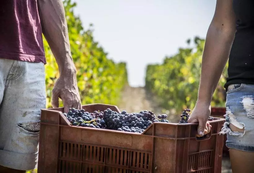 Hotelli Fattoria Di Magliano Winery