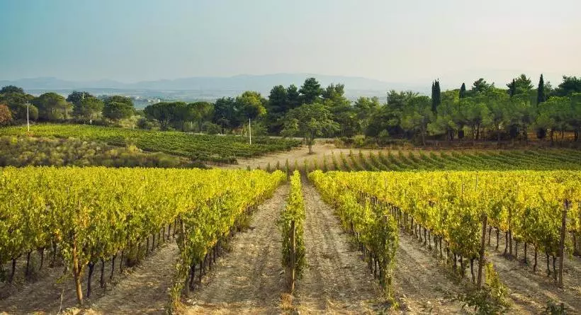 Hotelli Fattoria Di Magliano Winery