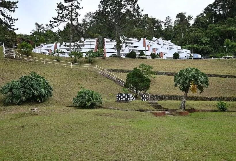The Pines