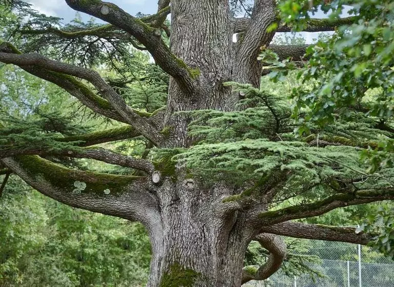 Majatalo La Loge Du Grand Cèdre, Chambre D'hôtes Socosy