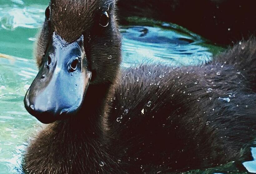 Bluebell Bell Tent  20 Acres Of Natural Beauty