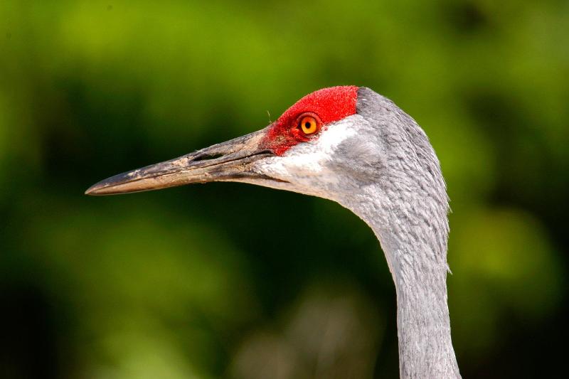 Hotel Crowne Plaza   Kearney, An Ihg