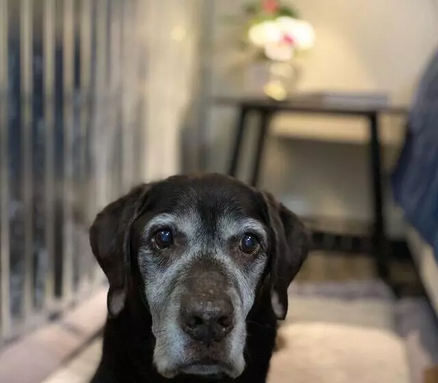 Hotelli Dawson Lodge