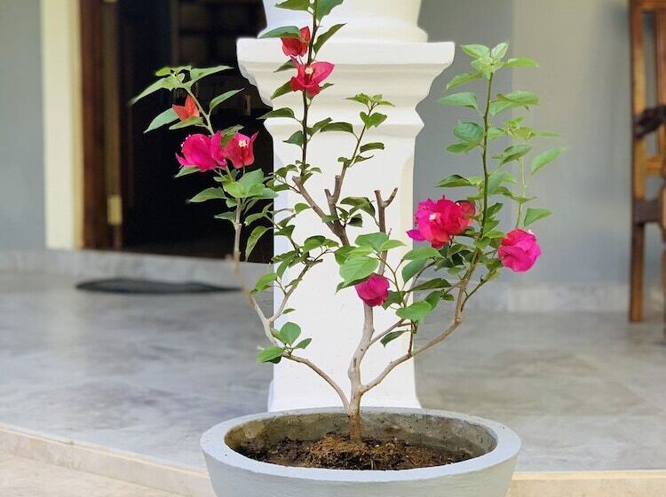 بنسيون Kandy Eco Paradise