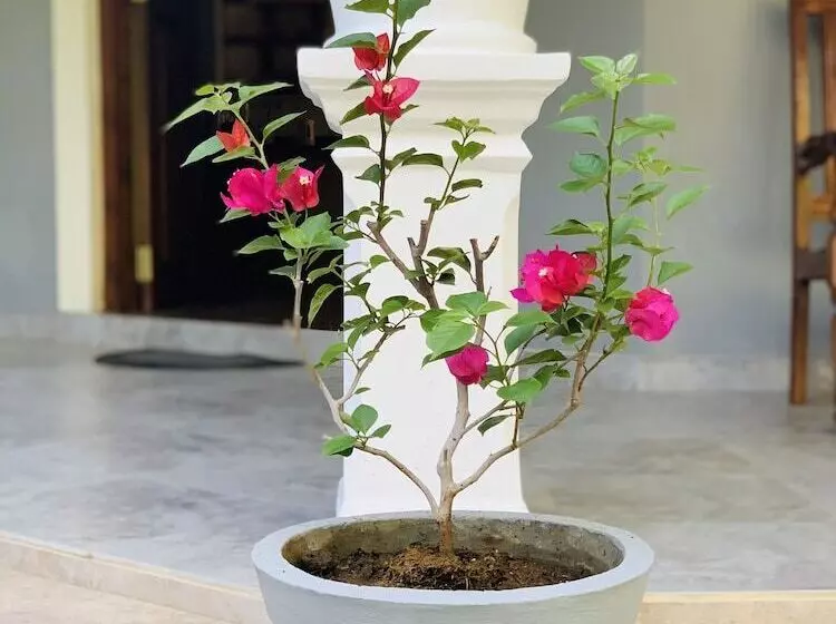 Majatalo Kandy Eco Paradise