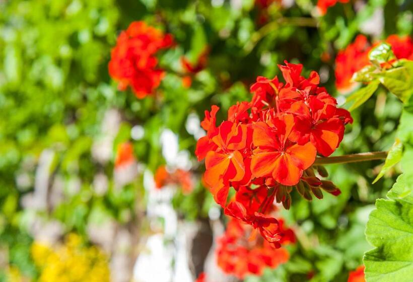 Ilios Beach Hotel Apartments Adults Only