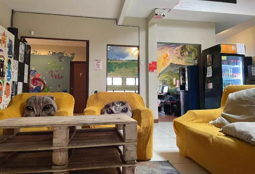Stray Cat Hostel