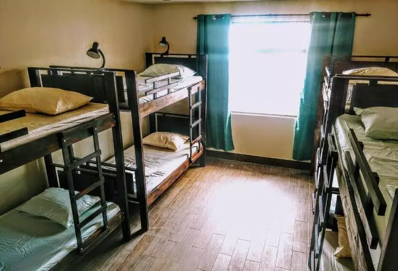 Stray Cat Hostel