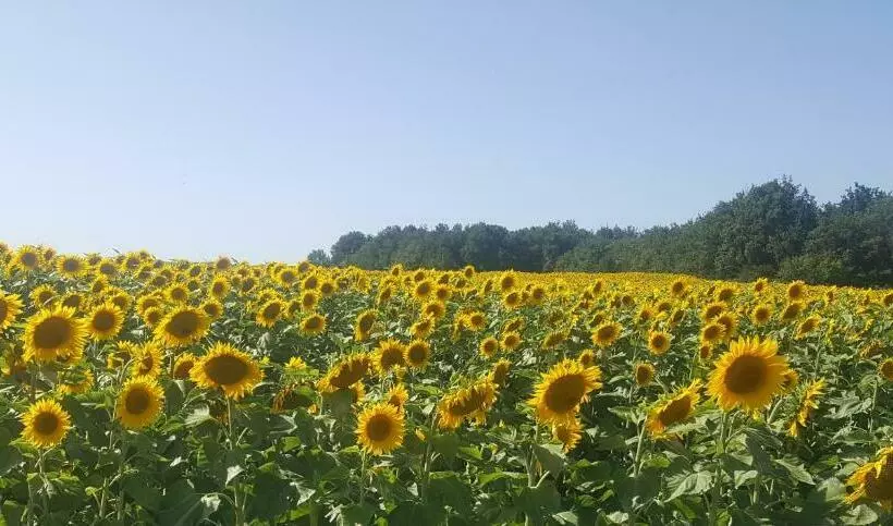 ペンション Au Creux Des Vignes
