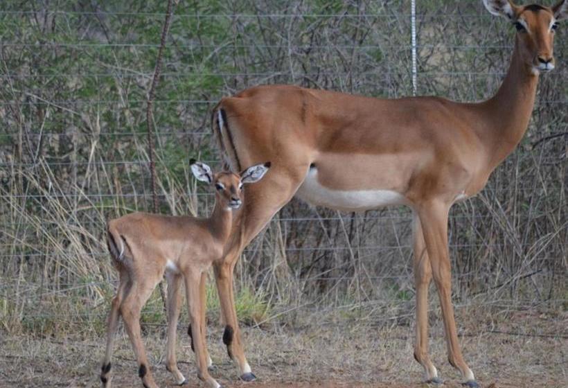 פנסיון Ithabiseng Guest Farm