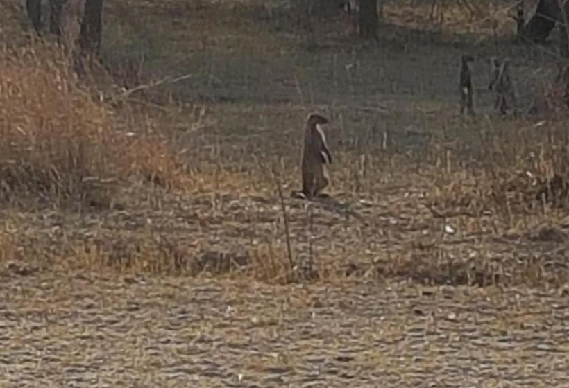 פנסיון Ithabiseng Guest Farm