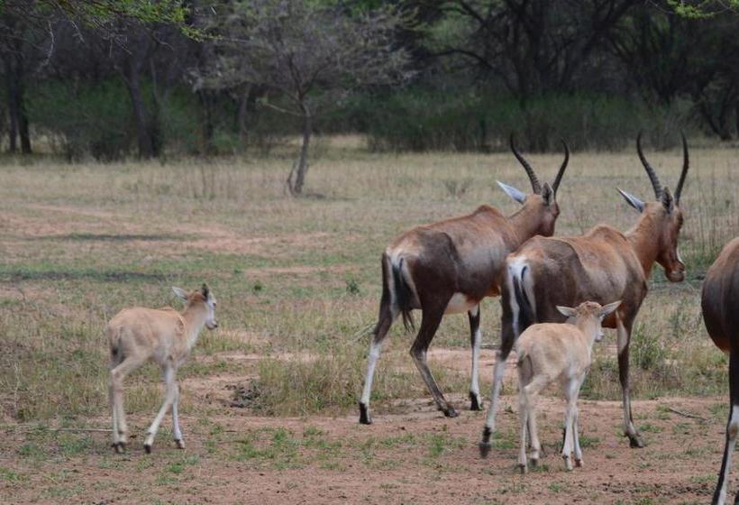 פנסיון Ithabiseng Guest Farm