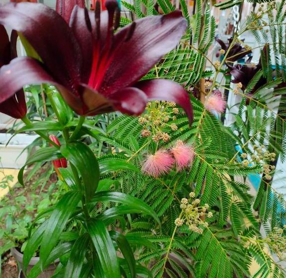 ホテル Familia Fantastiko