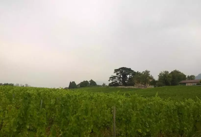 ベッドアンドブレックファースト Château La Violette