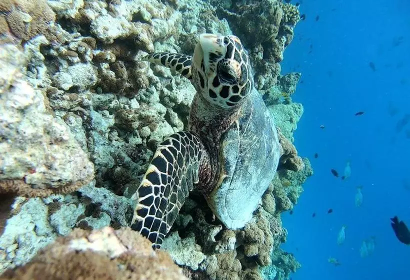 پانسیون Faima Fishing Lodge At Daravandhoo