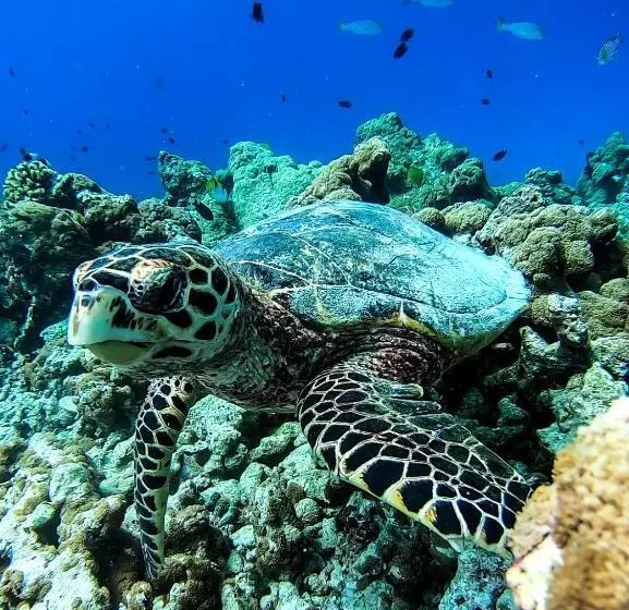 پانسیون Faima Fishing Lodge At Daravandhoo