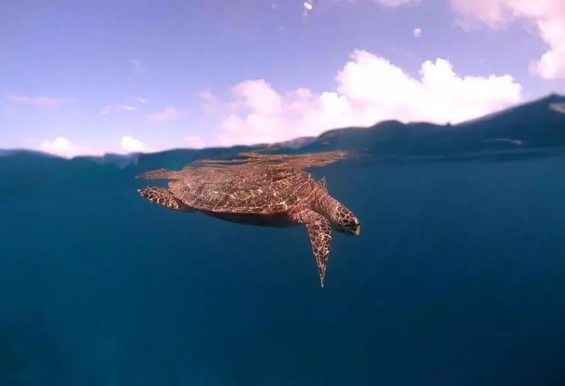پانسیون Faima Fishing Lodge At Daravandhoo