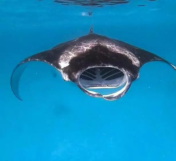 پانسیون Faima Fishing Lodge At Daravandhoo