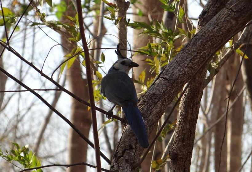 住宿加早餐 Baliyana Lodge