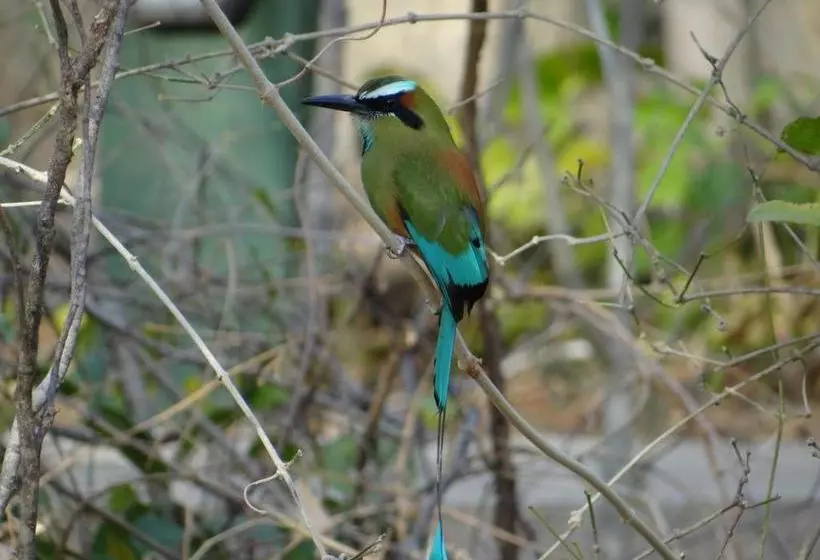 Aamiaismajoitus (B&B) Baliyana Lodge