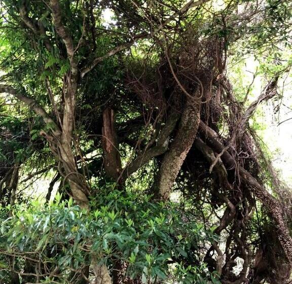 Resort Otel Riverside Lodge