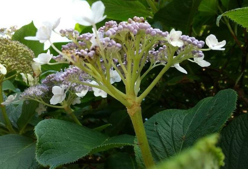 Pension 築100年の宿【はぶの家】