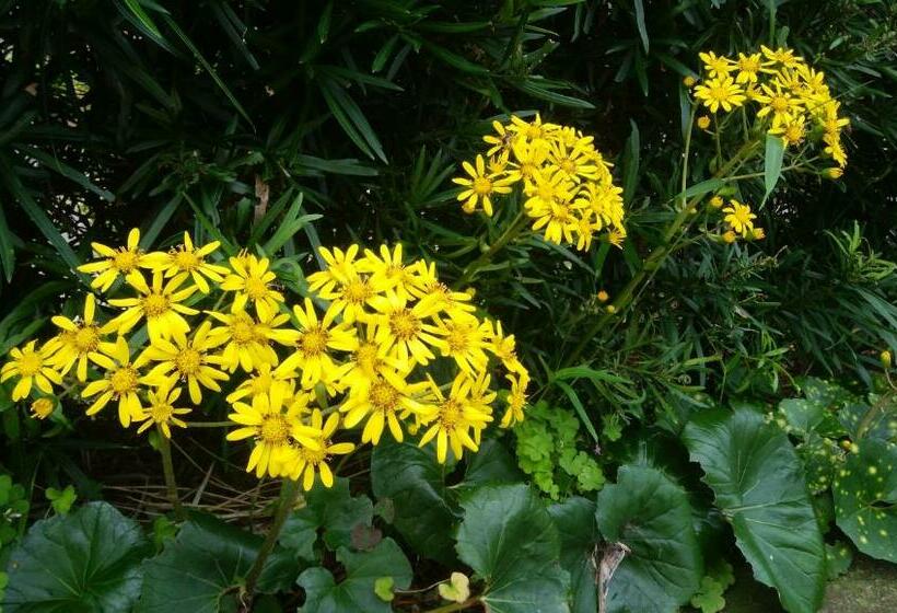 Pension 築100年の宿【はぶの家】