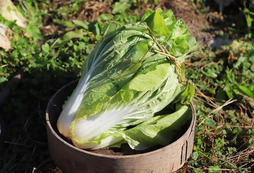 بنسيون Kamenarien