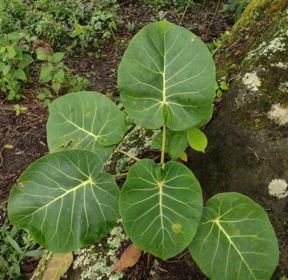 فندق Cabaña Nido El Gorrión