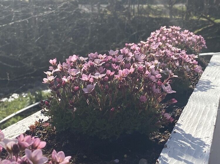 فندق صغير The White Horse Inn