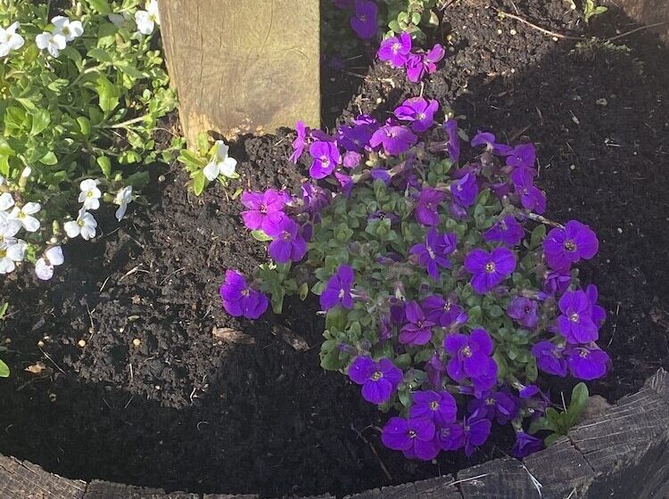 فندق صغير The White Horse Inn