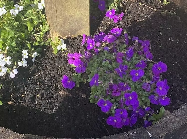 ユースホステル The White Horse Inn