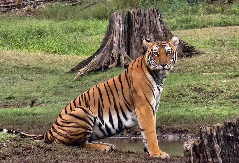 Regenta Jungle Resort Kabini Springs