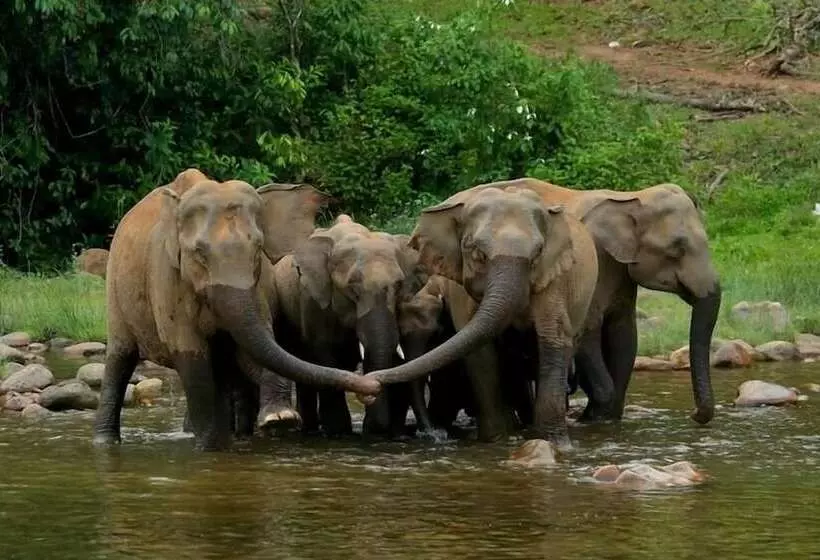 Regenta Jungle Resort Kabini Springs