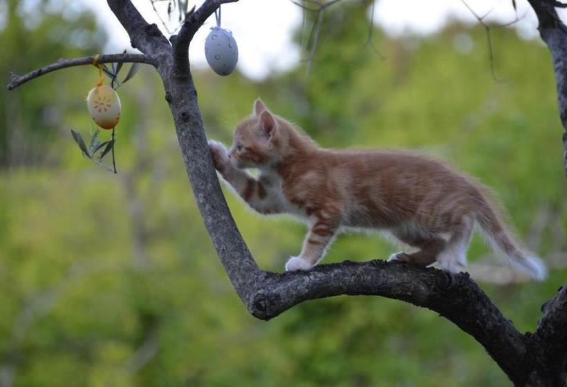 تختخواب و صبحانه Il Venaio