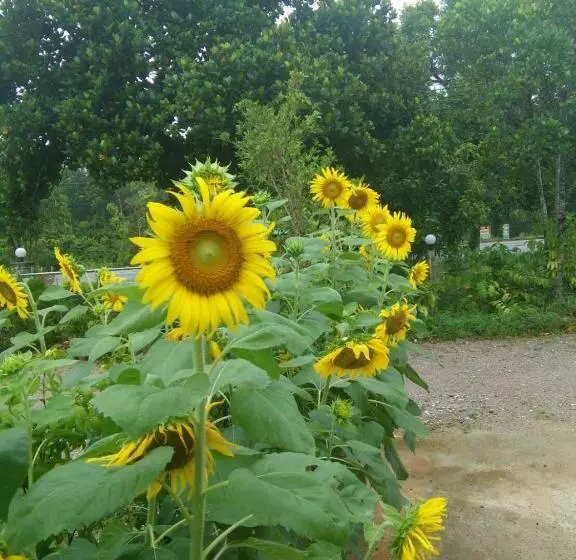 Majatalo Green Happy Homestay