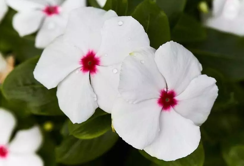 ベッドアンドブレックファースト A View Of Mount Warning