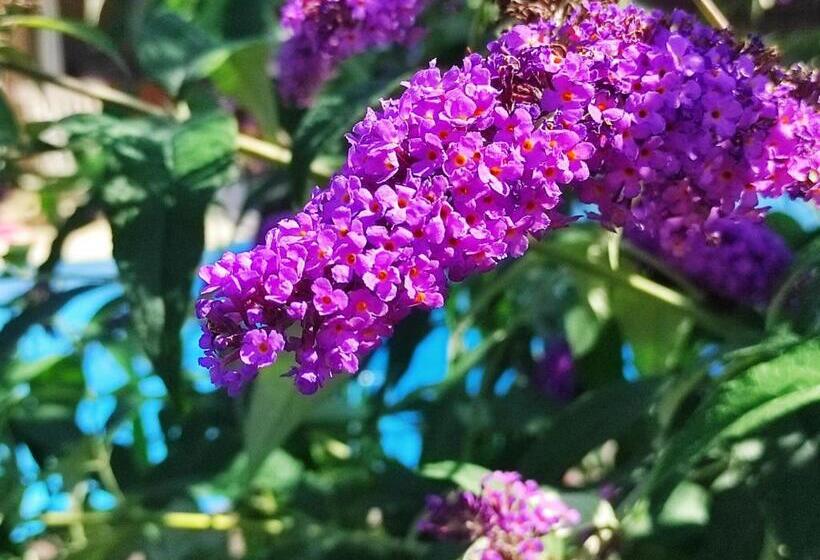 צימר Bout De Cote