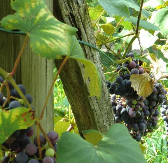 펜션 Gasthof Siegfried Gruber