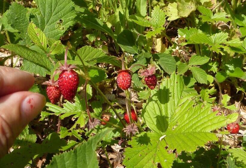 בית מלון כפרי Lo Sciatore