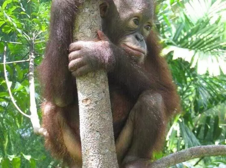 호텔 Sepilok Jungle Resort